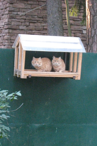 Смешные кошки недели