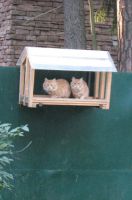 Смешные кошки недели