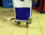 Смешные кошки недели