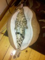 Смешные кошки недели
