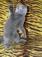 Смешные кошки недели