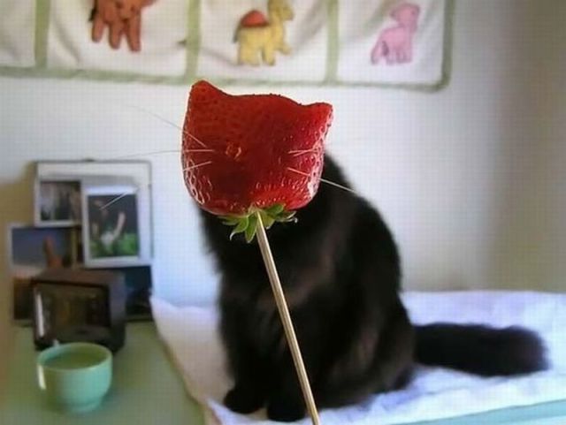 Смешные кошки недели