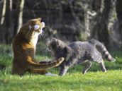 Смешные кошки недели