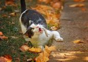 Смешные кошки недели