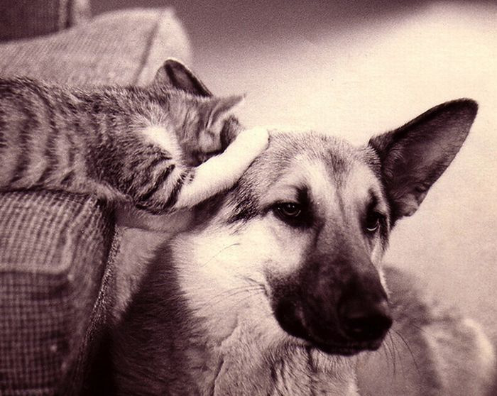 Смешные кошки недели
