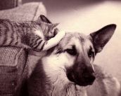 Смешные кошки недели