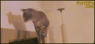 Смешные кошки недели