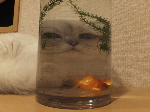 Смешные кошки недели