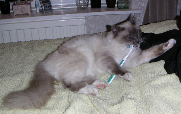 Кошка и щетка