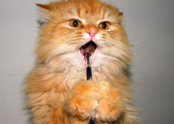 Кошка и щетка