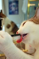 Кошка и щетка