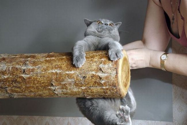 Смешные кошки недели