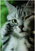 Смешные кошки недели