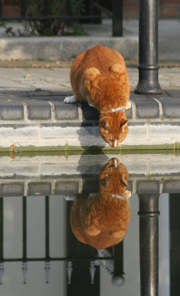 Смешные кошки недели
