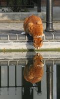 Смешные кошки недели