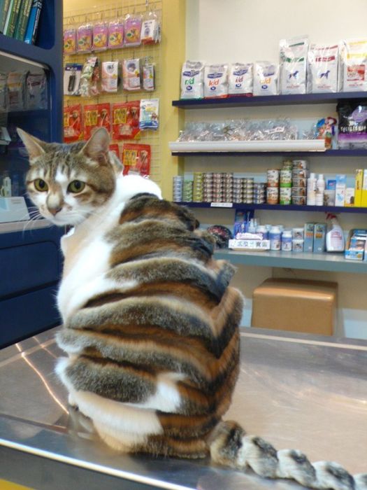 Смешные кошки недели