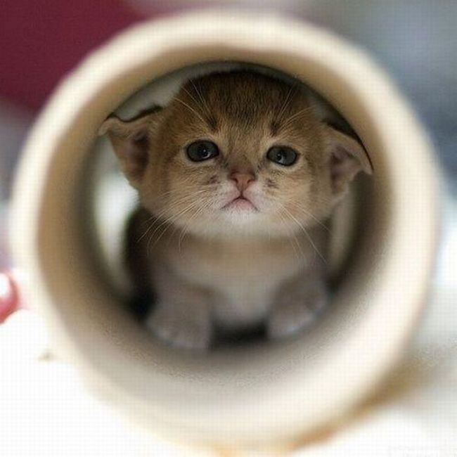Смешные кошки недели