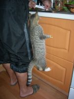 Смешные кошки недели