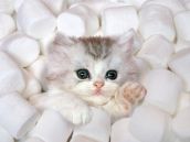Смешные кошки недели