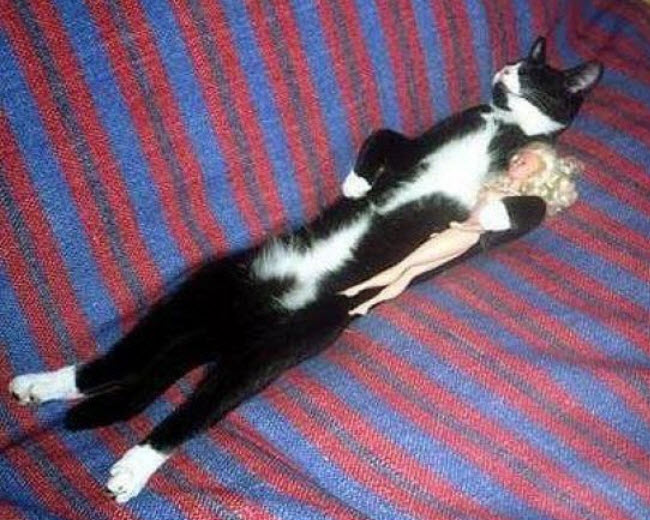 Смешные кошки недели