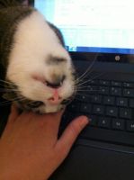 Смешные кошки недели