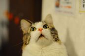Смешные кошки недели