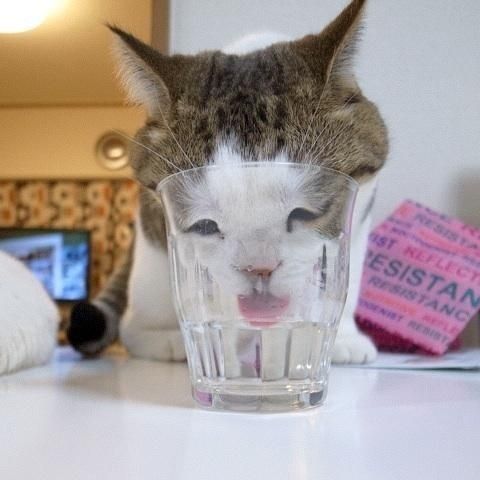 Смешные кошки недели