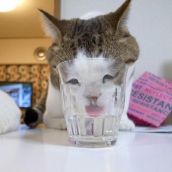 Смешные кошки недели