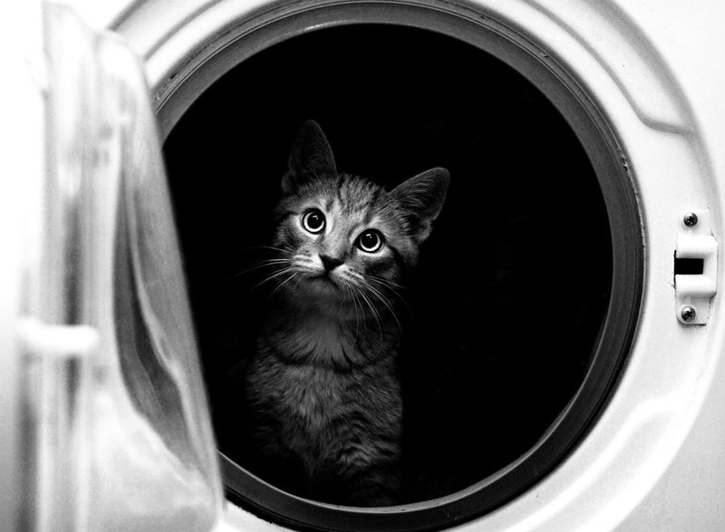 Фото 1 Смешные кошки недели