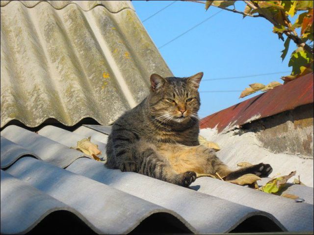 Фото 1 Смешные кошки недели