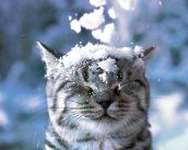 Фото 1 Смешные кошки недели